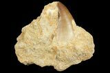 Mosasaur (Prognathodon) Tooth In Rock #70443-1